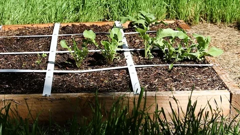Small Raised Bed Garden Plot Being Watered Vídeos de archivo 71110722
