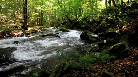 Small rapid forest river in springtime Stock Footage 101181991