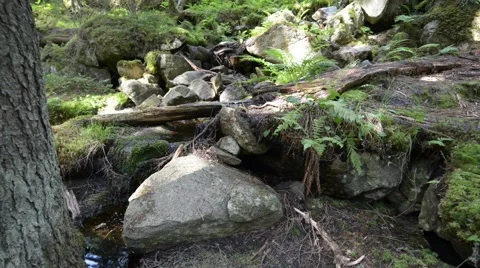 A small rapid in the midst of rocks covered with moss Stock Footage 55724358