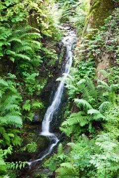 Small rapid mountain brook Stock Photos