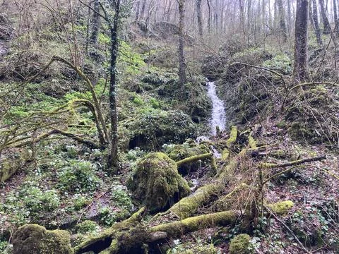 Small rapid stream flowing on rocks. Mountain clean waterway flowing down thr Stock Photos