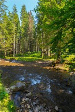 Small rapids of a mountain river in the forest with hanging green branches ab Stock Photos