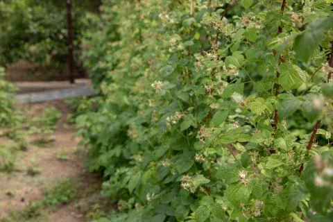 Small raspberry sprout growing up Stock Photos