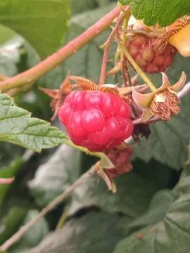 Small raspberry on the tree Stock Photos
