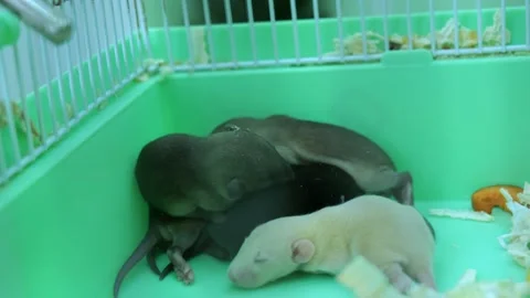 Small rat cubs in a cage close-up Видео 151189934