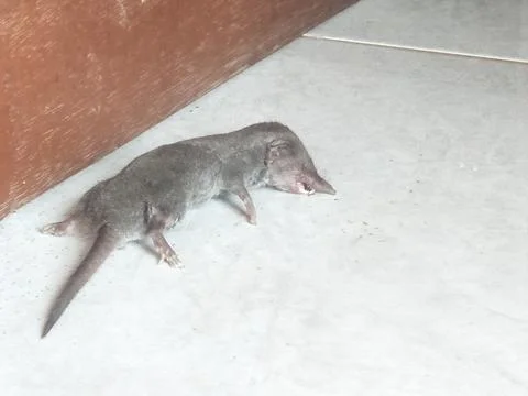 The small rat died. Stock Photos