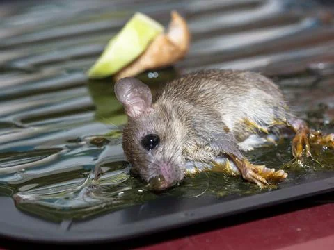Small rat in glue mouse trap Stock Photos