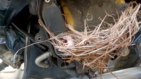 A Small Rat Pup or pinky in his nest. Stock Footage 295859672