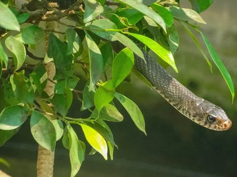 Small Rat Snake Hanging from Tree, Watching Prey 스톡 사진