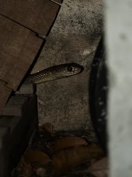 Small rat snake hide behide wood pile in garage at night Stock Photos