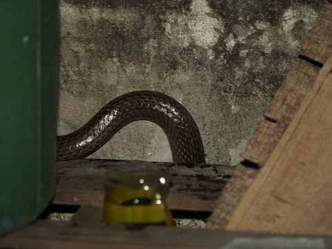 Small rat snake hide behide wood pile in garage at night Stock Photos