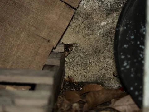 Small rat snake hide behide wood pile in garage at night Foto stock