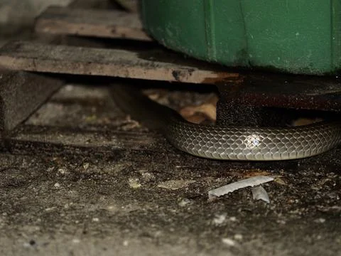 Small rat snake hide behide wood pile in garage at night Stock Photos
