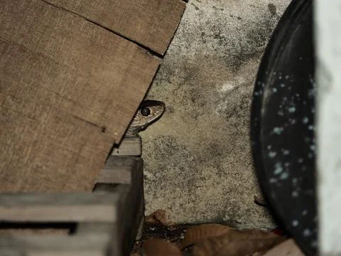 Small rat snake hide behide wood pile in garage at night Foto stock