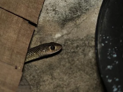 Small rat snake hide behide wood pile in garage at night Stock Photos