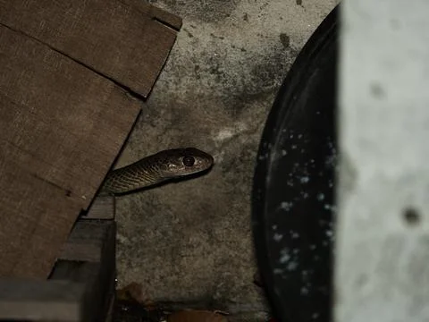 Small rat snake hide behide wood pile in garage at night Stock Photos