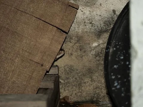 Small rat snake hide behide wood pile in garage at night Stock Photos