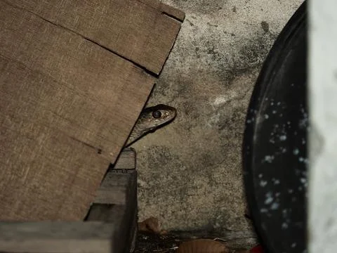 Small rat snake hide behide wood pile in garage at night Stock Photos