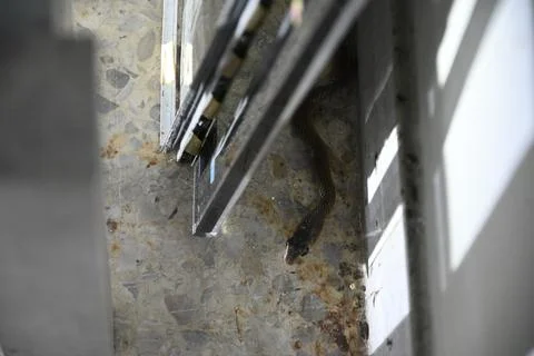 Small rat snake hide behind stack of materials in factory Stock Photos