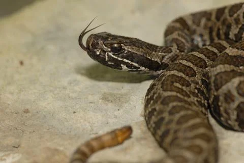 Small Rattlesnake 스톡 사진