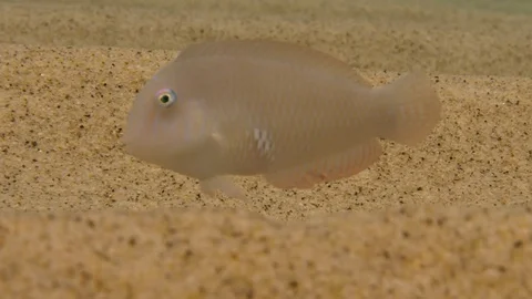 Small razorfish, Macro shot  Stock Footage 82673046