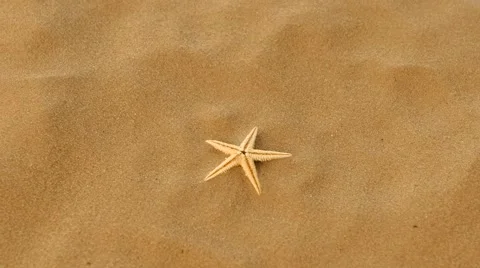 Small real starfish on sand, rotation Stock Footage 60777065