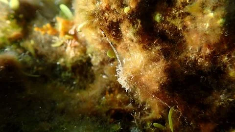 Small red algae (Ceramium ciliatum cf.) undersea, Ligurian Sea Stock Photos