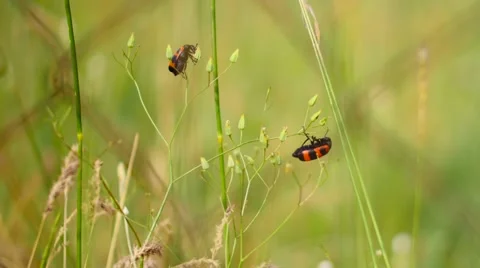 Small Red and Black Bugs Eating a Plant Stock Footage 53232765