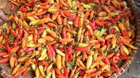 Small Red and Green Chillies having their stalks pick off. Vídeo Stock 260357699