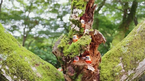 Small red and white Daruma dolls are arranged on a moss-covered tree branch at Stock Footage 344279137