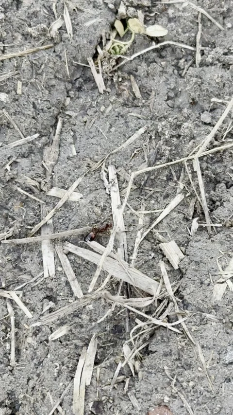 Small Red Ant Walking Across Dry Soil and Plant Debris Видео 344717272