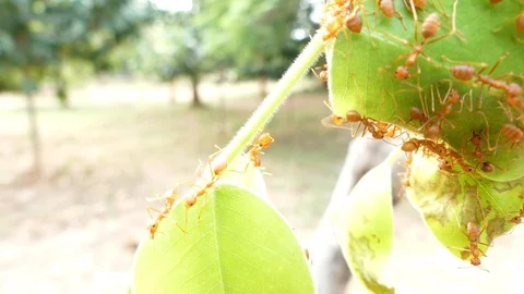 Small red Ants are nesting on branches. 스톡 동영상 95995771