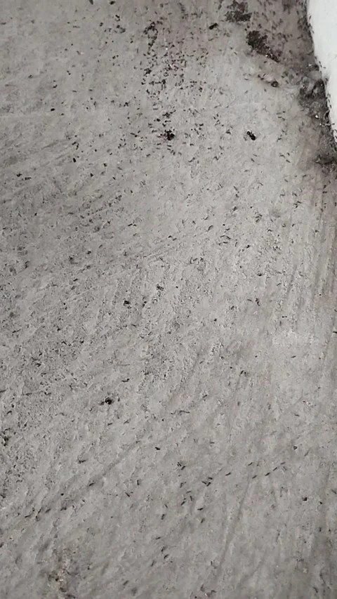 Small red ants are very numerous in the yard Stock Footage 229551949