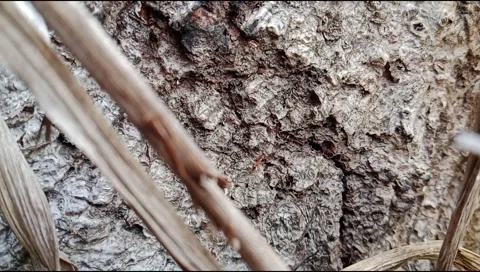 Small Red Ants Moving on Tree Bark Surface Stock Footage 331269087