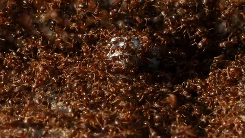 Small red ants working together Stock Footage 88960595