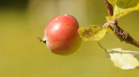 Small red apple on an apple tree 動画素材 36027718