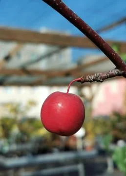 A small red apple on the tree Stock Photos