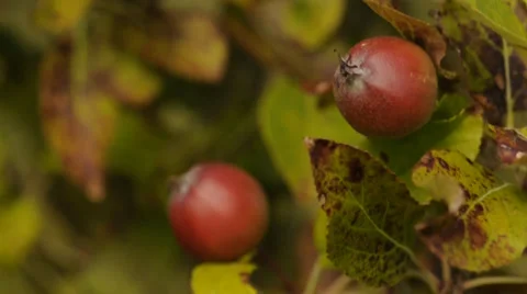 Small Red Apples on an Apple Tree 動画素材 36027536