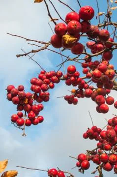 Small red apples in front of sky Stock Photos