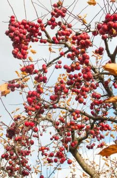 Small red apples in front of sky Stock Photos