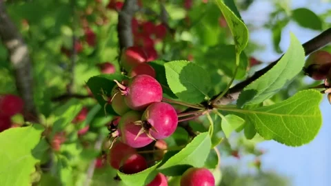 Small red apples on tree Stock Footage 264895295