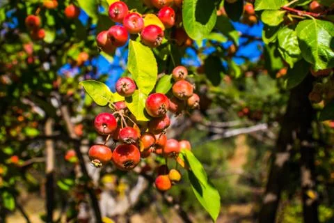 Small red apples  on a tree. Foto stock