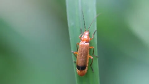 Small red beetle on a blade of grass Stock Footage 11261498
