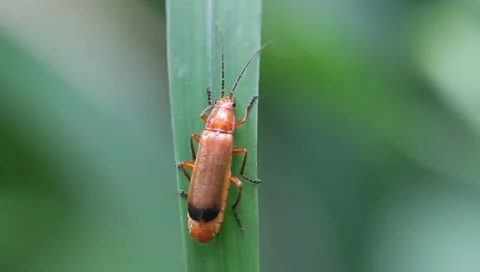 Small red beetle on a blade of grass Stock Footage 11261618