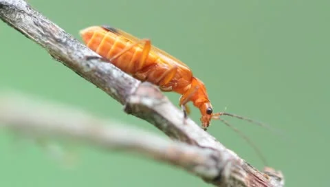Small red beetle on branch Stock Footage 11261740