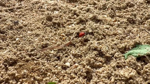 Small Red Beetle Crawling on Sandy Ground. Close Up Stock Footage 342341158