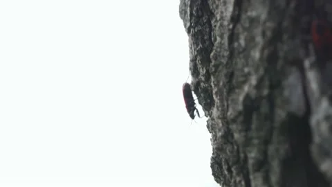 Small red beetle crawling on a tree Pyrrhocoris apterus close up Stock Footage 197360115