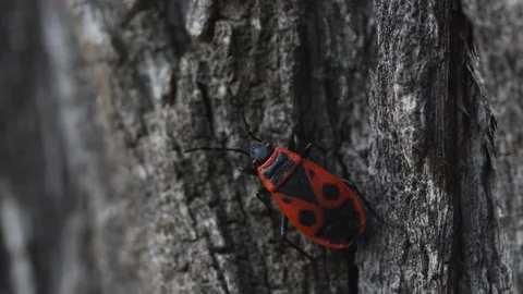 Small red beetle crawling on a tree Pyrrhocoris apterus close up 1 Stock Footage 197360135