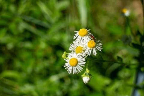 A Small Red Beetle Resting on White Daisy Flowers in a Sunny Summer Garden Stock Photos