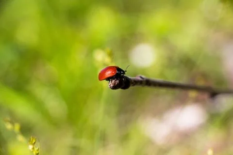 A small red beetle sitting on a branch in a clearing in the forest. Stock Photos